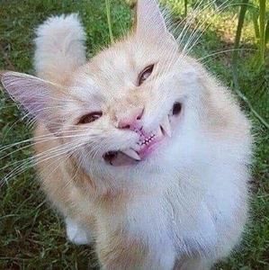 Meet your Posher, Joy